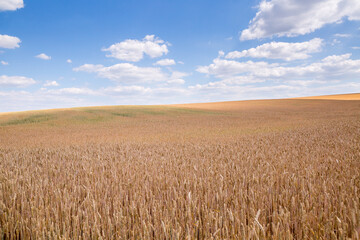 A fields of ripe wheat, ready for harvest. Typical summertime landscape in Ukraine. Concept theme: Food security. Agricultural. Farming. Food production. Somewhere in center of Ukraine.