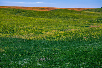 Obraz premium Endless farm fields on the slopes of the hills are sown with various crops. Peaceful rural landscape. Summer evening in the western Ukraine near Rivne city.