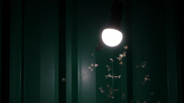 Slow motion Swarm of Termite Flying or Alates flying play towards light of LED white light bulb hanging under roof at night after it rains with house lizard lurking and hunting to eat.