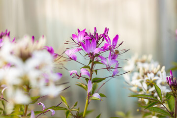 The blooming flower of a Cleome plant. It's commonly known as spider flower, spider plant, spider weed, or bee plant.