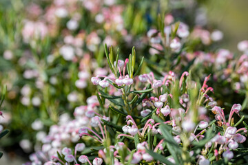 Close up on a blooming Andromeda polifolia. It's also known as bog-rosemary. This cultivar is the Andromeda polifolia 'Compacta.