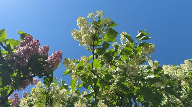 Lilac primrose shrub with panicles of pale creamy-yellow flowers.