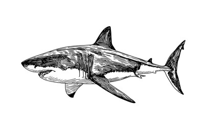 Fototapeta premium Stunning black and white vector illustration of shark, showcasing intricate details and dynamic lines. Perfect for ocean-themed projects, educational materials, or wildlife art.