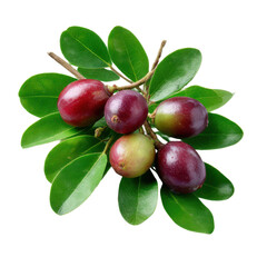 Camu camu fruits with leaves isolated on transparent background