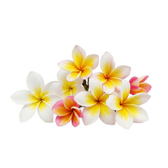 Fototapeta premium frangipani flower isolated on white, Frangipani flower bouquet on transparent background.
