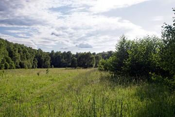 Forest and meadow in summer on a clear day