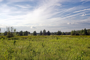 Forest and meadow in summer on a clear day