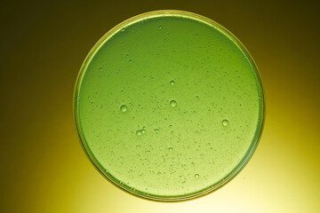 Light green liquid extracted from natural pennywort is filled in a glass petri dish. The experiment...