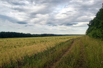 Dirt road in the countryside on a cloudy day