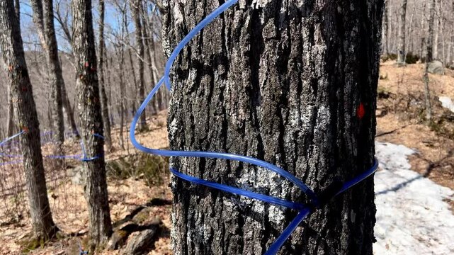 Maple sap flows steadily in plastic tubes suspended from a tree, capturing the essence of spring's natural harvesting process