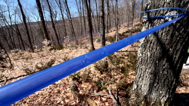 Maple sap flows steadily in plastic tubes suspended from a tree, capturing the essence of spring's natural harvesting process