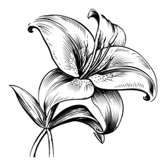 Elegant Black and White Engraving of a Lily Flower Illustration
