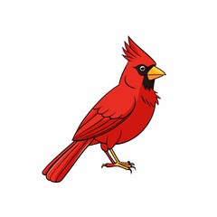red cardinal bird