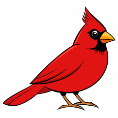 red cardinal bird