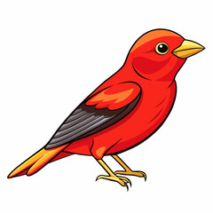red cardinal bird
