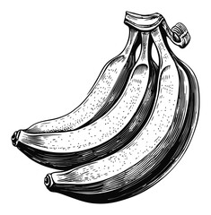 Vintage Engraving of Three Bananas on White Background