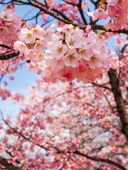 Bright Pink Cherry Blossoms in Spring
