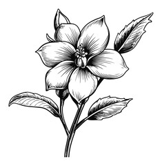 Detailed Vintage Engraving of a Beautiful Flower in Black and White