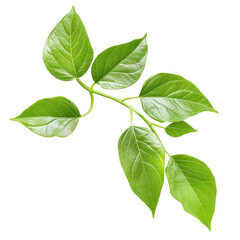 Naklejka premium Close-up of a leafy branch with vibrant green leaves against a colorful background design.