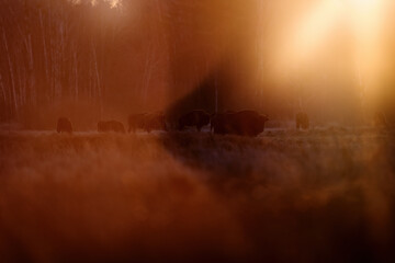 Poland snow winter sunset wildlife. Europhean Bison, Bison bonasus, big brown animal in the nature...