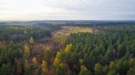 Stunning autumn aerial view of vast evergreen forest with golden trees sky park pine blue fall wild