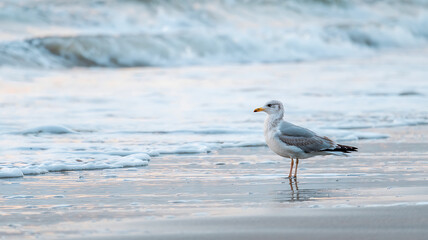 Fototapeta premium Serene Seagull Peaceful Beach Sunset Waves Ocean Beauty