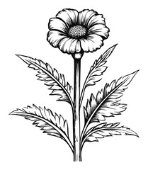 Hand Drawn Engraving of a Flower with Detailed Leaves and Petals