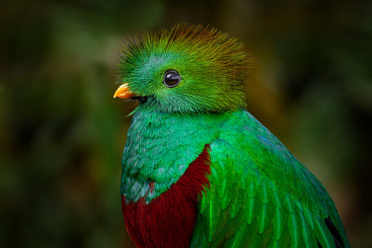 Quetzal close-up detail portrait in dark tropic forest, Pharomachrus mocinno, from  nature Costa Rica. Magnificent sacred mystic green and red bird. Wildlife scene from Costa Rica.