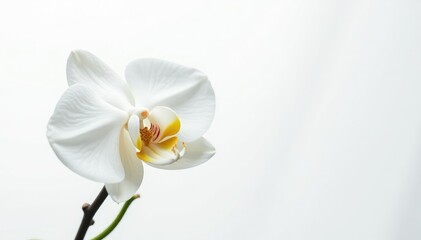 Delicate white orchid blossom on pure white background, calm, floral, peaceful