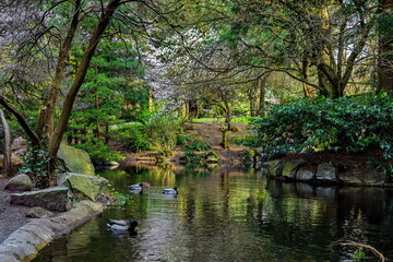 Beautiful spring day, city park, small pond with clear water where ducks swim under overhanging tree branches, reflection of trees in water