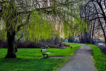 A seating area with pebbled benches under a willow tree on the Fraser River embankment