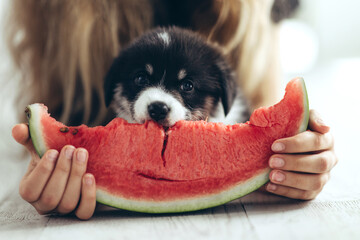 Beautiful puppy. Small dog at home