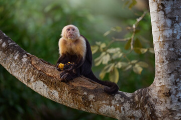 Costa Rica nature, White-headed Capuchin, black monkey sitting on tree branch in the dark tropical forest. Wildlife of Costa Rica. Travel holiday in Central America.