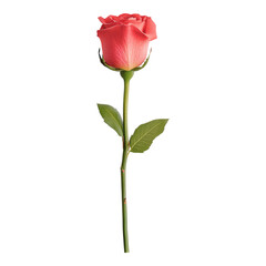 Fototapeta premium Elegant Pink Rose on Stem with Green Leaves Against White Isolated on transparent background