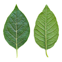 Obraz premium Detailed view of green leaves showcasing intricate veins and textures against a light background, front and back green leaf with veins texture background on transparent background file