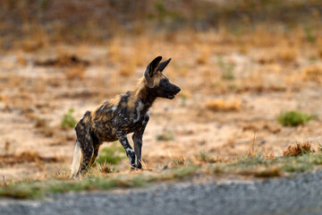 African wild dog, Lycaon pictus, detail portrait open muzzle, Mana Pools, Zimbabwe, Africa....