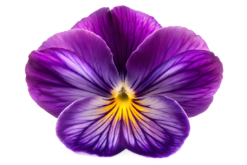 Close up of a purple pansy bloom in vivid colors isolated on transparent background.