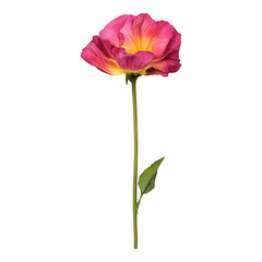 Fototapeta premium Beautiful Pink Flower with Yellow Center Isolated on White Isolated on transparent background
