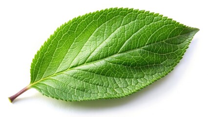 Obraz premium Minimalist Plum Leaf, Green Fruit Leaf Isolated, White Background, Clipping Path, Stock Photo, High-Resolution Image, Botanical Photography