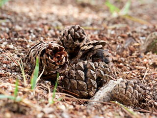 pine cones on the floor