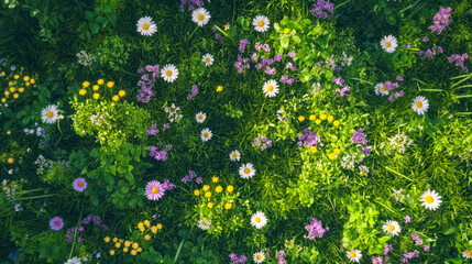 Vibrant aerial view of a wildflower meadow full of colors in spring
