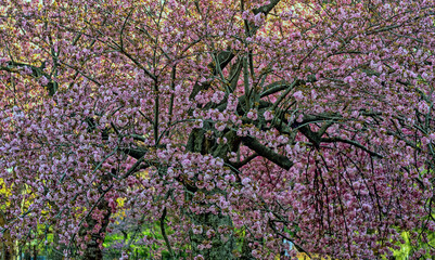 Central Park in spring, cherry tree