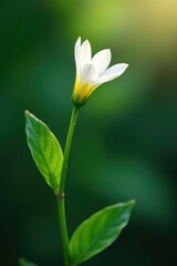 Single white flower stem with a solitary leaf, nature, foliage