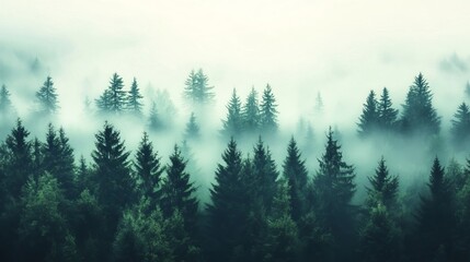 Fototapeta premium Misty green forest landscape serene nature scene tranquil evergreen trees foggy mountain woods fir