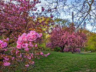 Central Park in spring