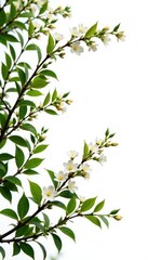 Obraz premium Branches with lush foliage and tiny flowers isolated on white, plant life, branches