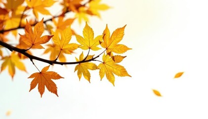 Obraz premium Branch of aspen tree with leaves on white background, autumn, forest,