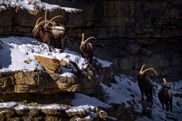 Himalayan ibex, Capra ibex sibirica, wild goat in the nature rock moutain habitat, Spiti valley in...