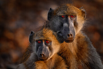 Chacma baboon, Papio ursinus, monkey from Moremi, Okavango delta, Botswana. Monkey feeding fruits in green vegetaton. Wildlife nature in Africa. Wild mammal nature. Sunset, Africa orange back light.