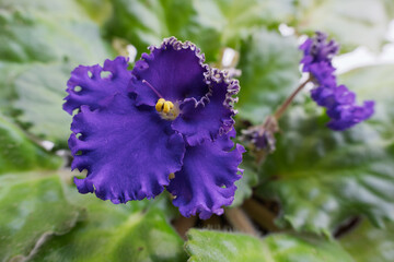 Vibrant Purple Flower with Textured Petals
